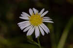 White panicle aster